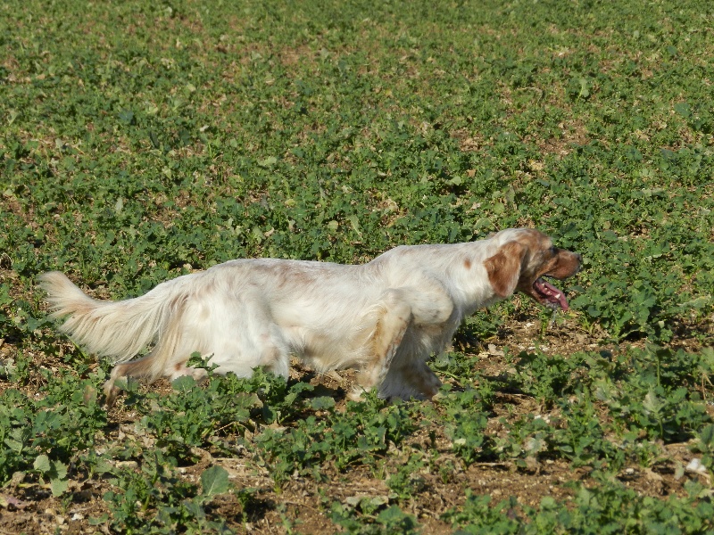 TR. Forest de L'Echo de la Forêt