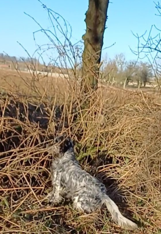 Locksley de l'Aubépine des Hannelles chasse 2025/2026