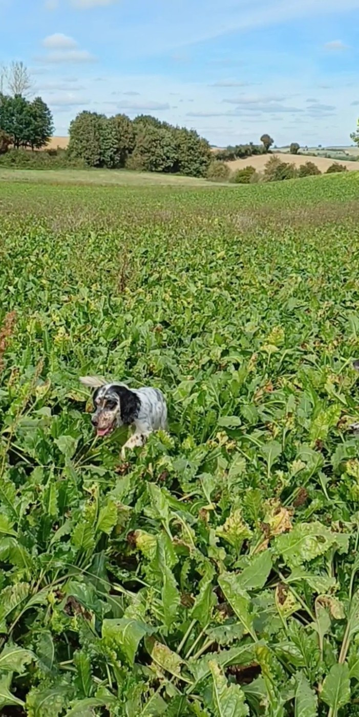 Unight de l'Aubépine des Hannelles chasse 2025/2026