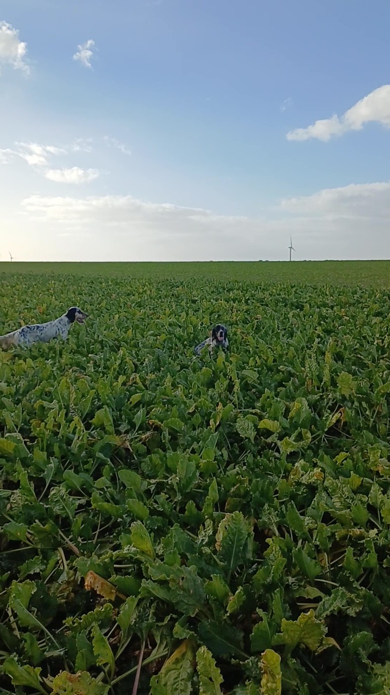 Thess de l'Aubépine des Hannelles chasse 2025/2026