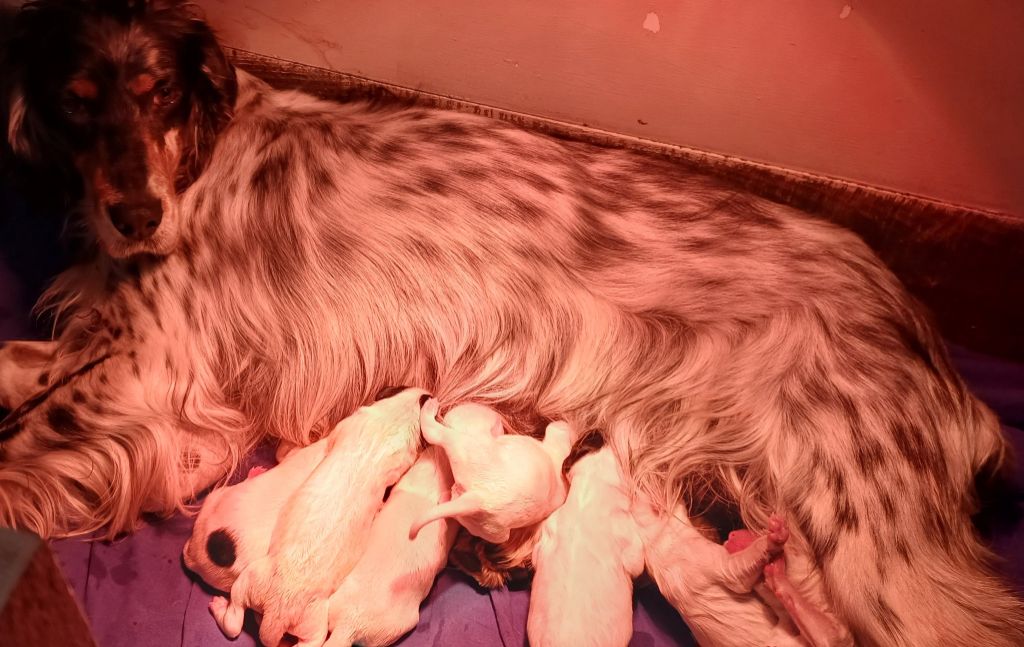 CHIOTS PURDEY & R'ARES année 2024