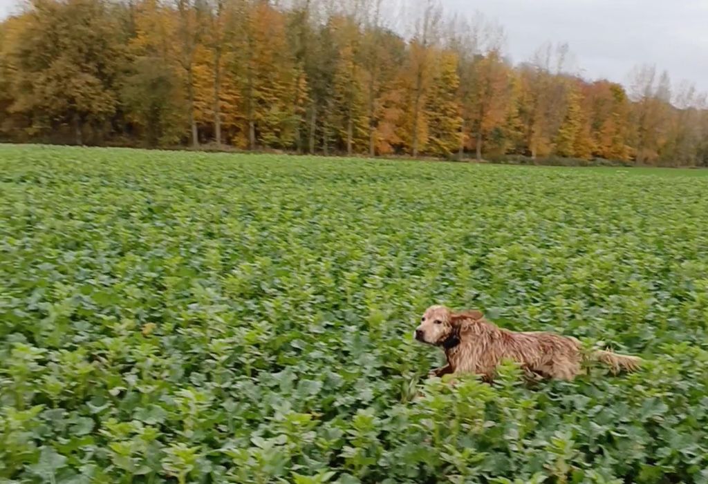 INGER de la Forêt de la Bretesche 2025