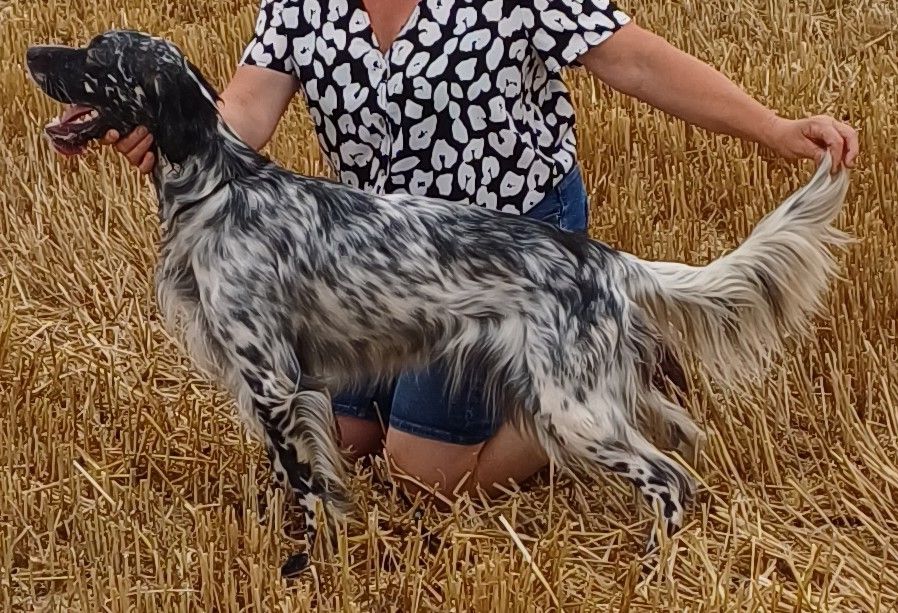 2éme EXCELLENT BEAUTE THESS de L'AUBEPINE des HANNELLES
