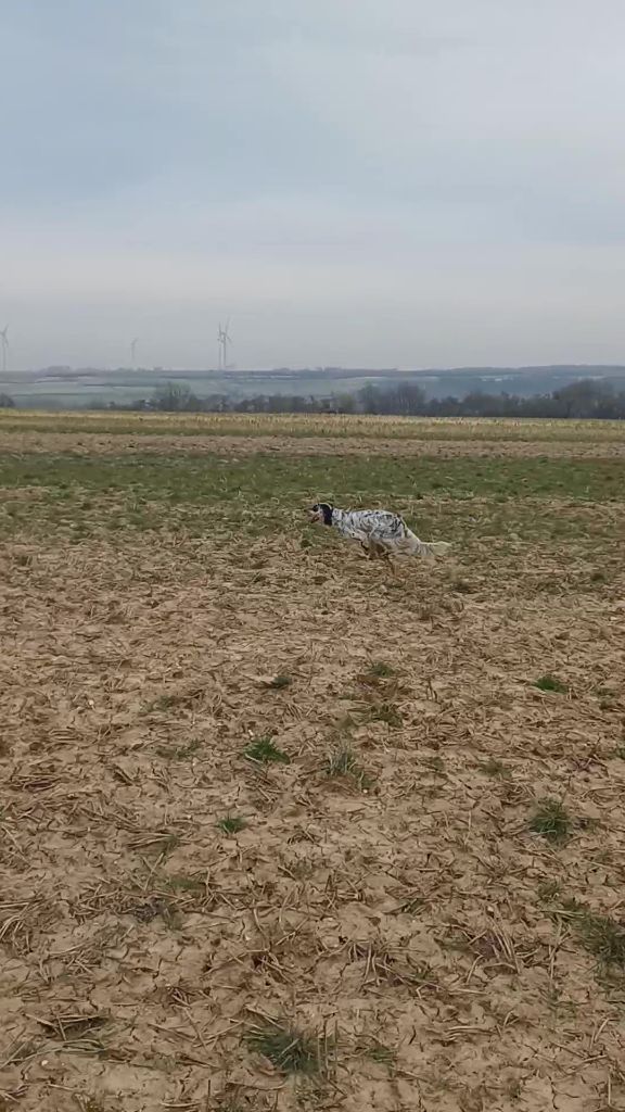 UNIGHT de L'AUBEPINE des HANNELLES entrainement TAN