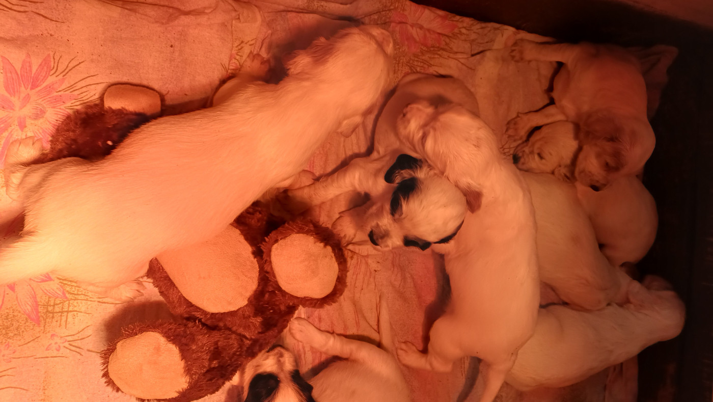 Chiot Setter Anglais De L'aubépine Des Hannelles