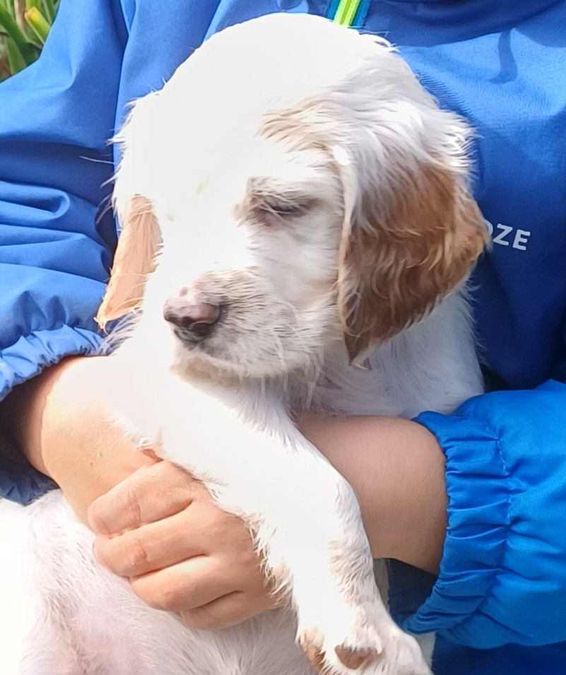 Chiot N°1
