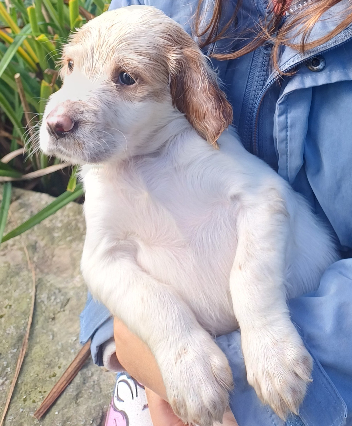 Chiot N°2