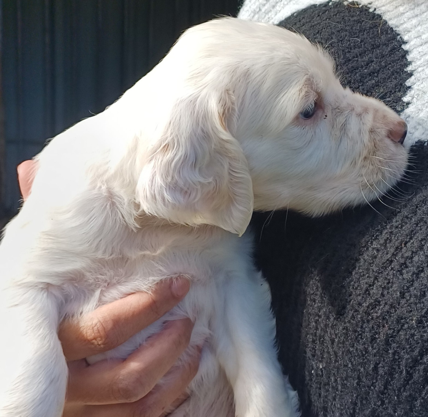 Chiot N°3